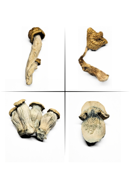 What’s the Most Potent Shroom? Exploring the World of Psilocybin Mushrooms