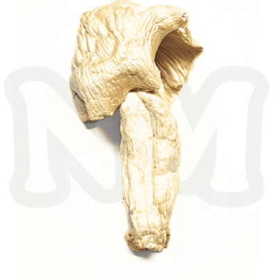Ivory Yeti